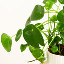Pilea Peperomioides - La Plantisserie
