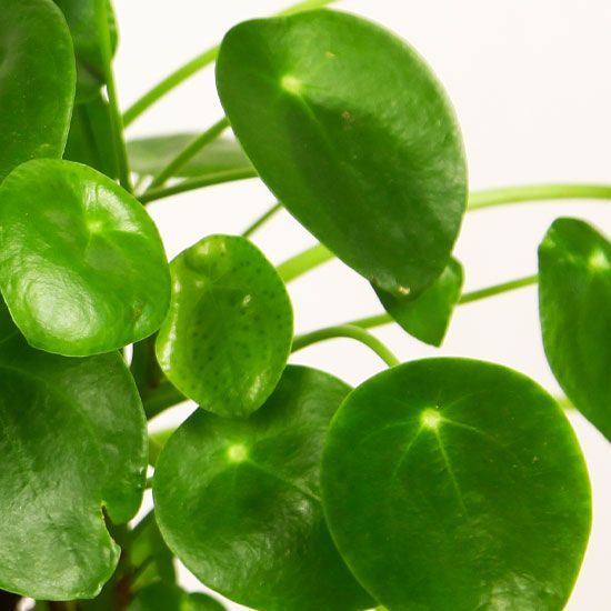 Pilea Peperomioides