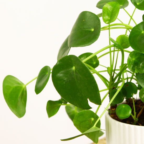 Pilea Peperomioides