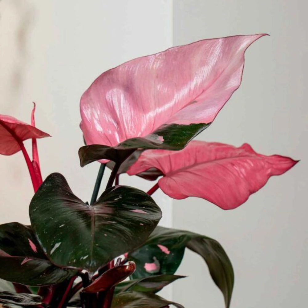 Detalle de la variegación rosa jaspeada en una hoja de Philodendron Pink Princess