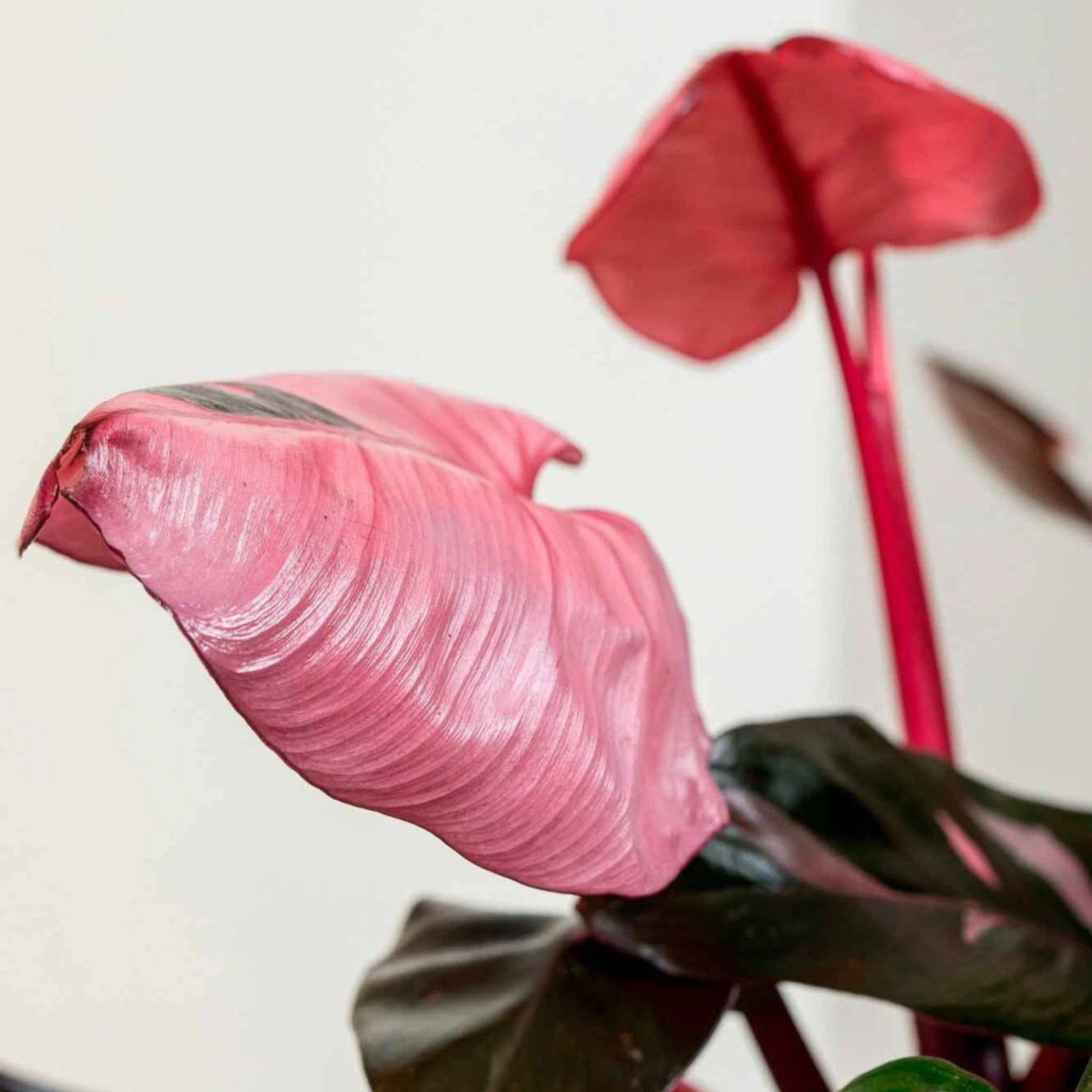 Philodendron Pink Princess