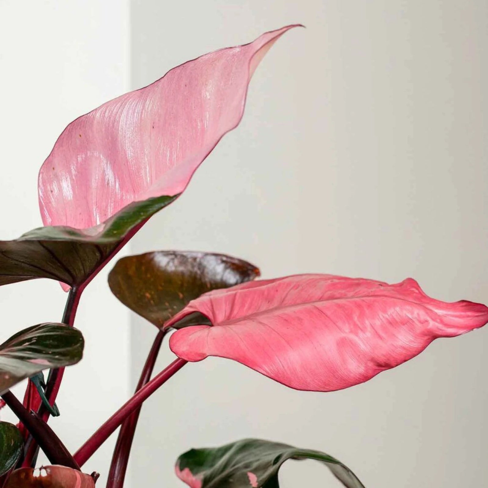 Philodendron Pink Princess