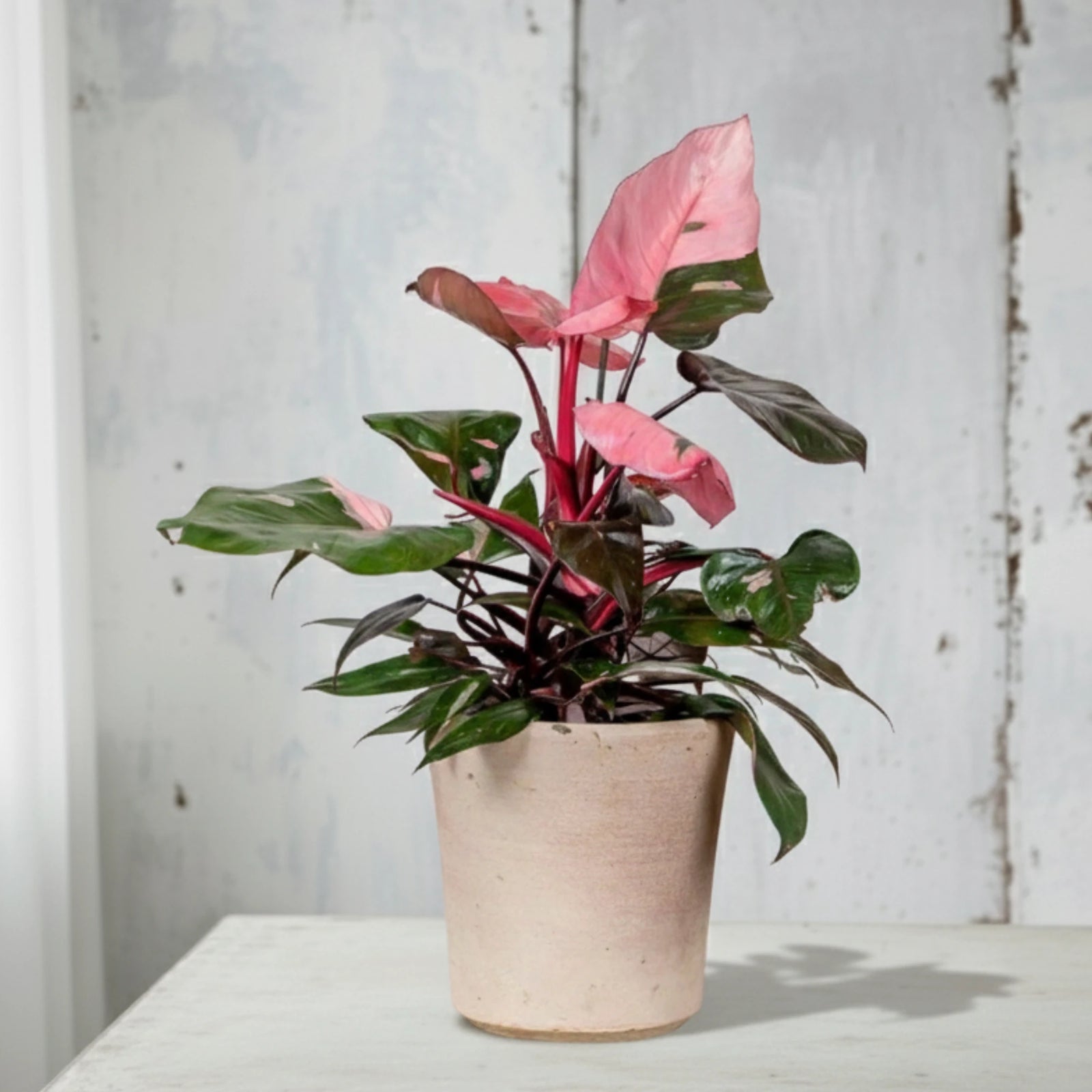 Philodendron Pink Princess