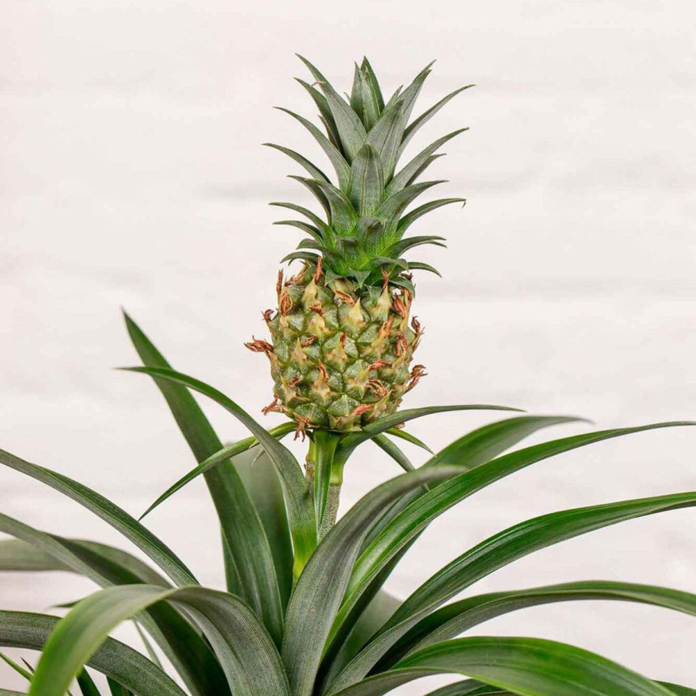 Planta Piña (Ananas) - La Plantisserie