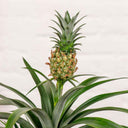 Planta Piña (Ananas) - La Plantisserie
