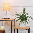 Planta de Piña (Ananas)