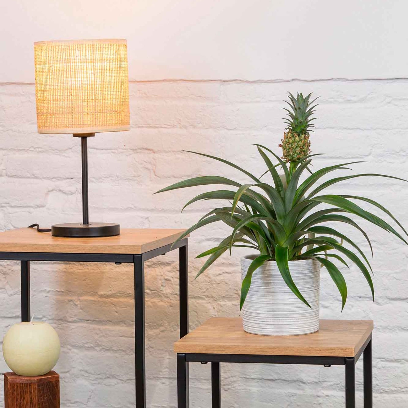 Planta de Piña (Ananas)