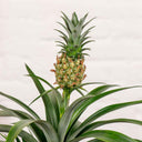 Planta de Piña (Ananas)