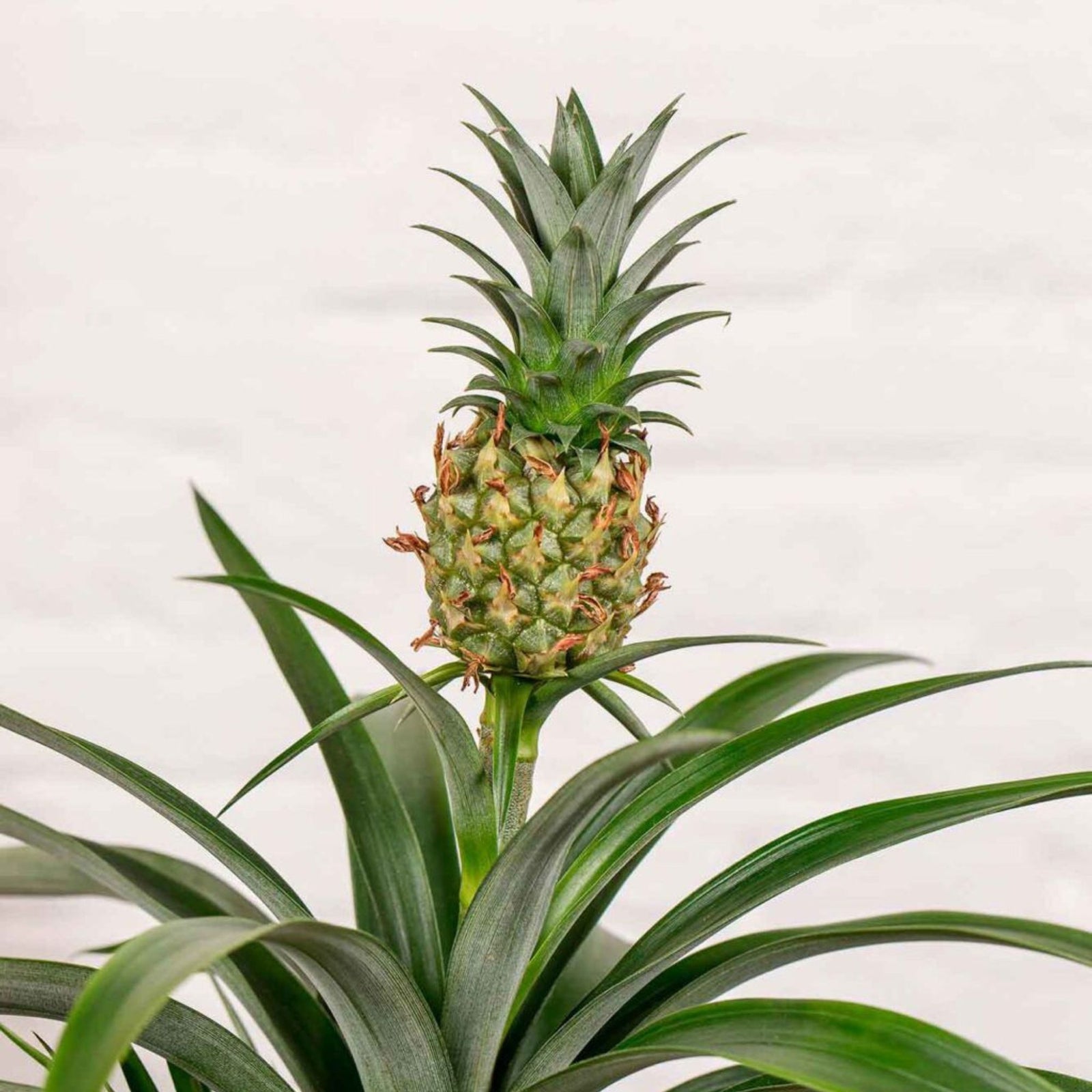 Planta de Piña (Ananas)