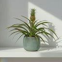 Planta de Piña (Ananas)
