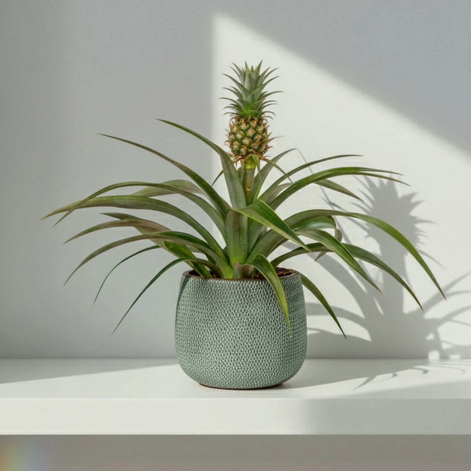 Planta de Piña (Ananas)