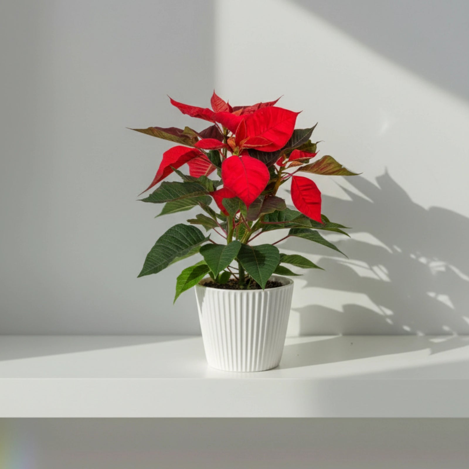 Poinsettia | Flor Pascua