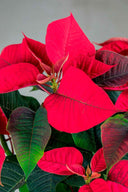 Poinsettia | Flor Pascua - La Plantisserie