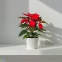 Poinsettia (Flor de Pascua) en maceta, con brácteas rojas navideñas · La Plantisserie
