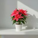 Flor De Pascua Rosa