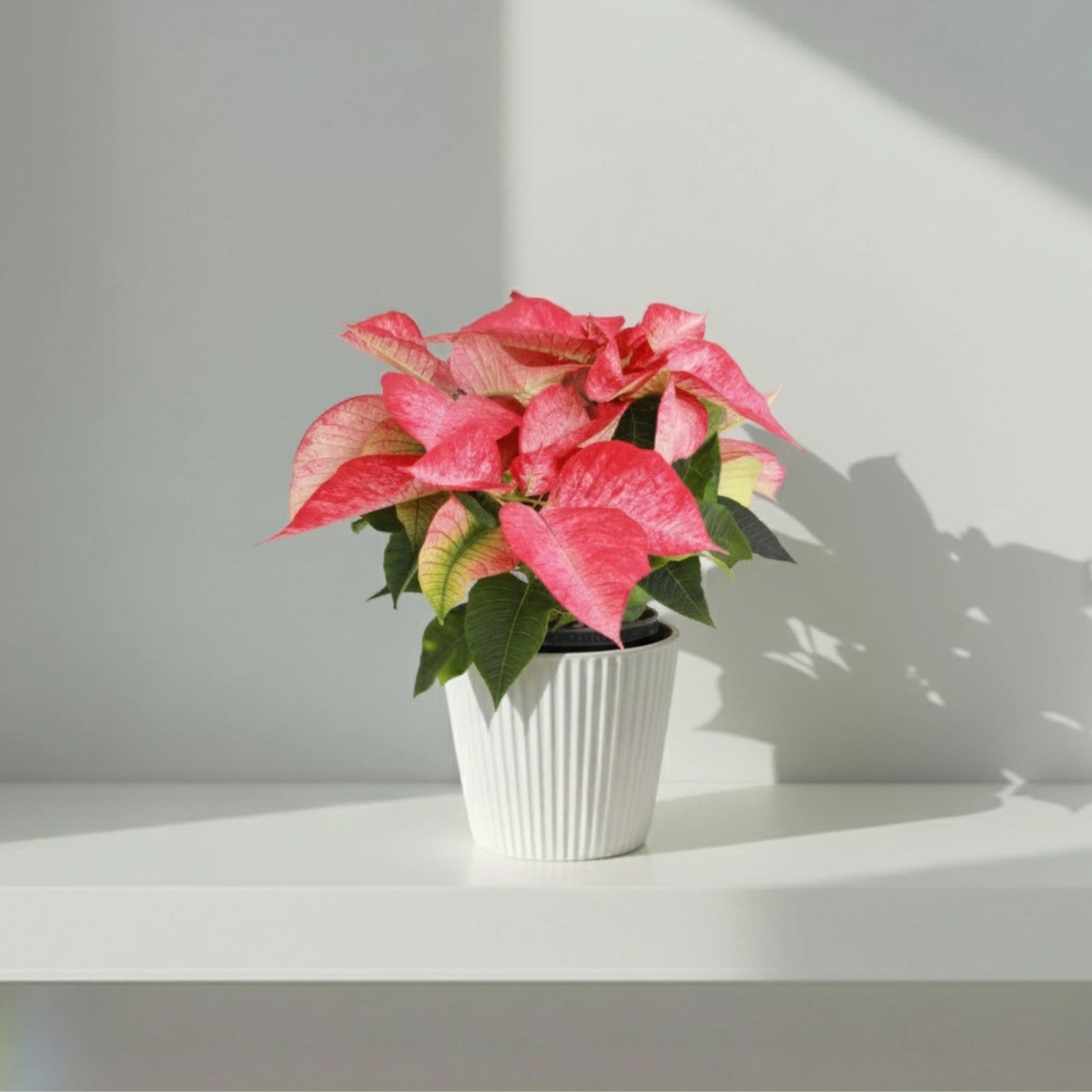 Flor De Pascua Zebrada