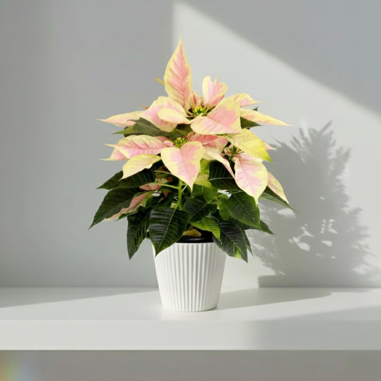 Flor De Pascua Beige