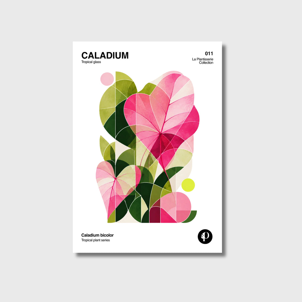 Póster botánico de Caladium, Tropical Series N°011, papel mate 200g · La Plantisserie