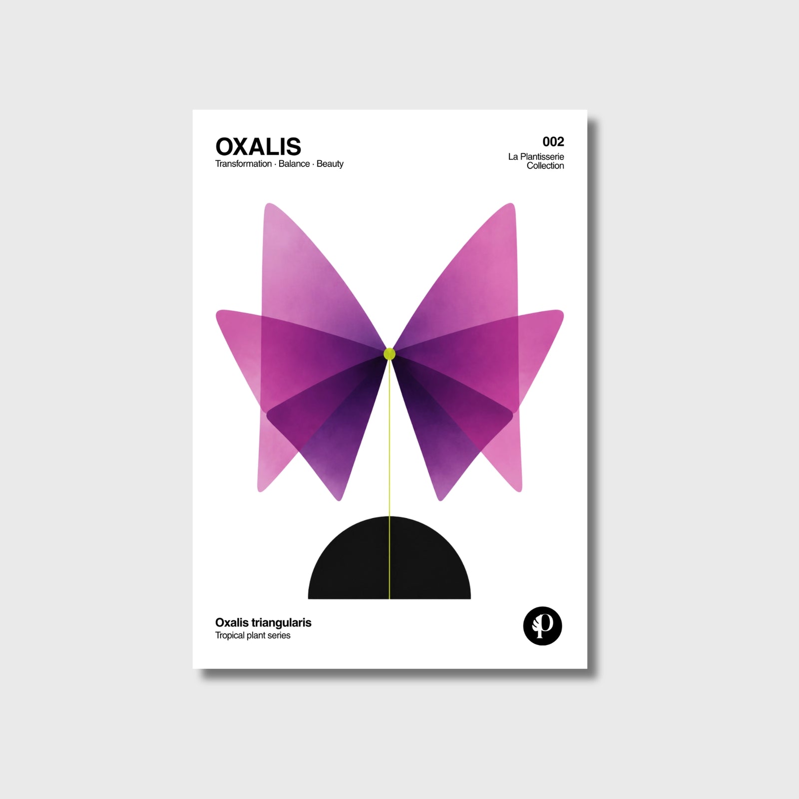 Oxalis | Tropical Series | N°002