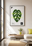 Monstera Adansonii | Leaf
