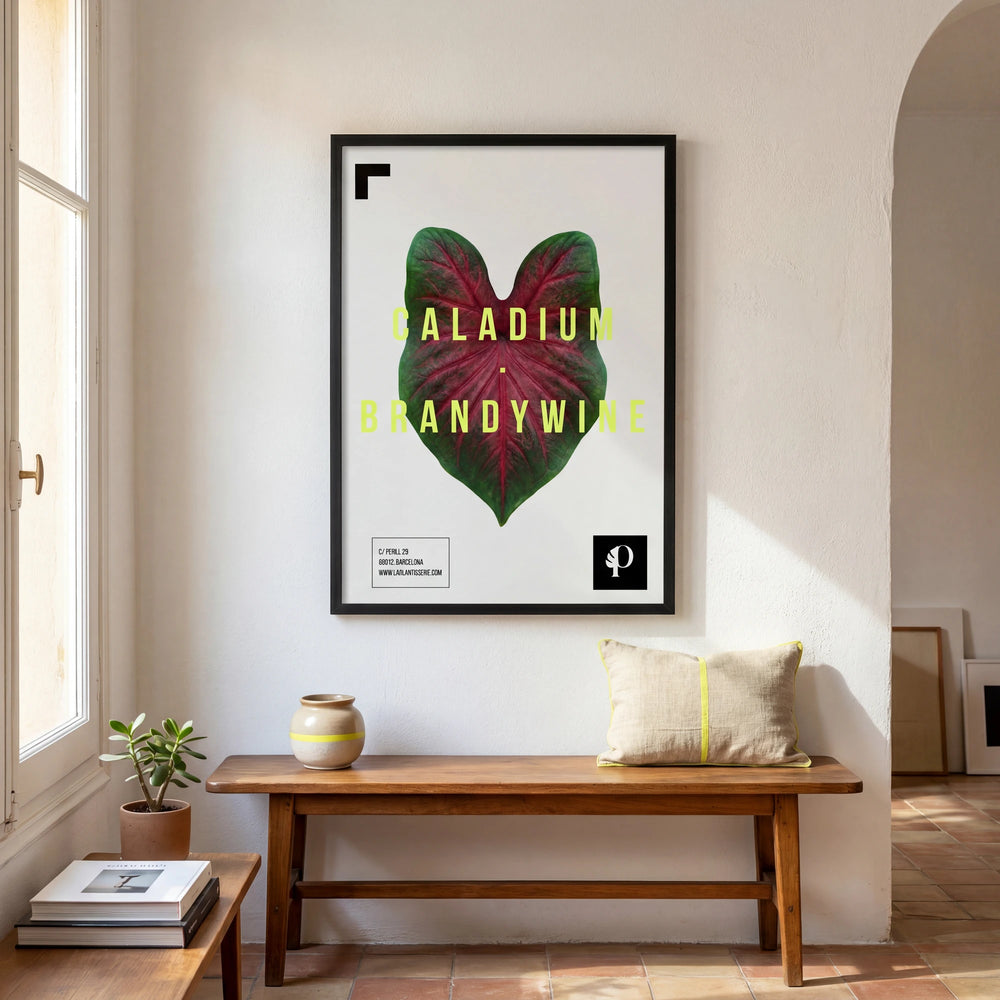 Lámina de Caladium Brandywine enmarcada, decoración botánica para la pared