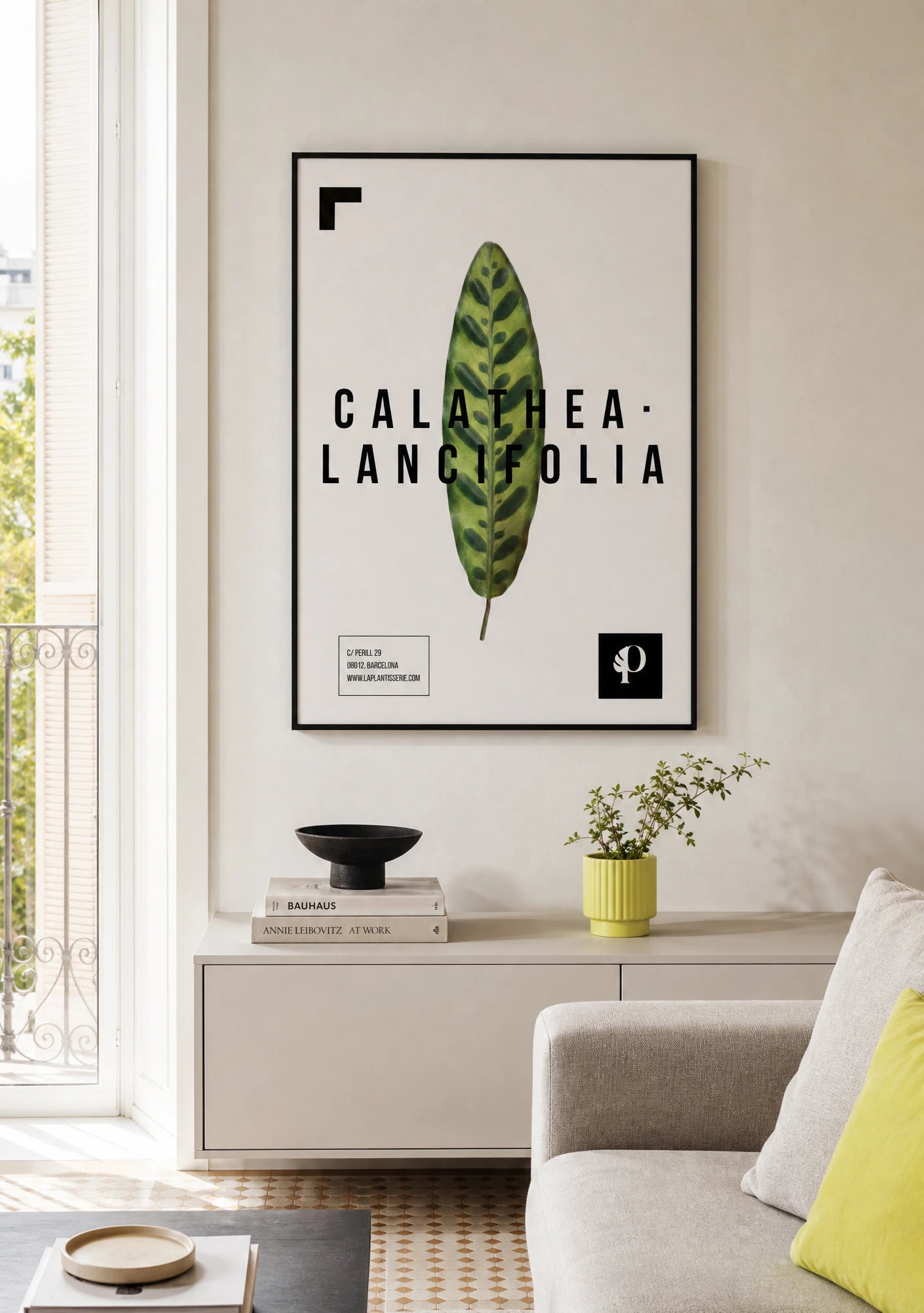 Calathea Lancifolia | Leaf