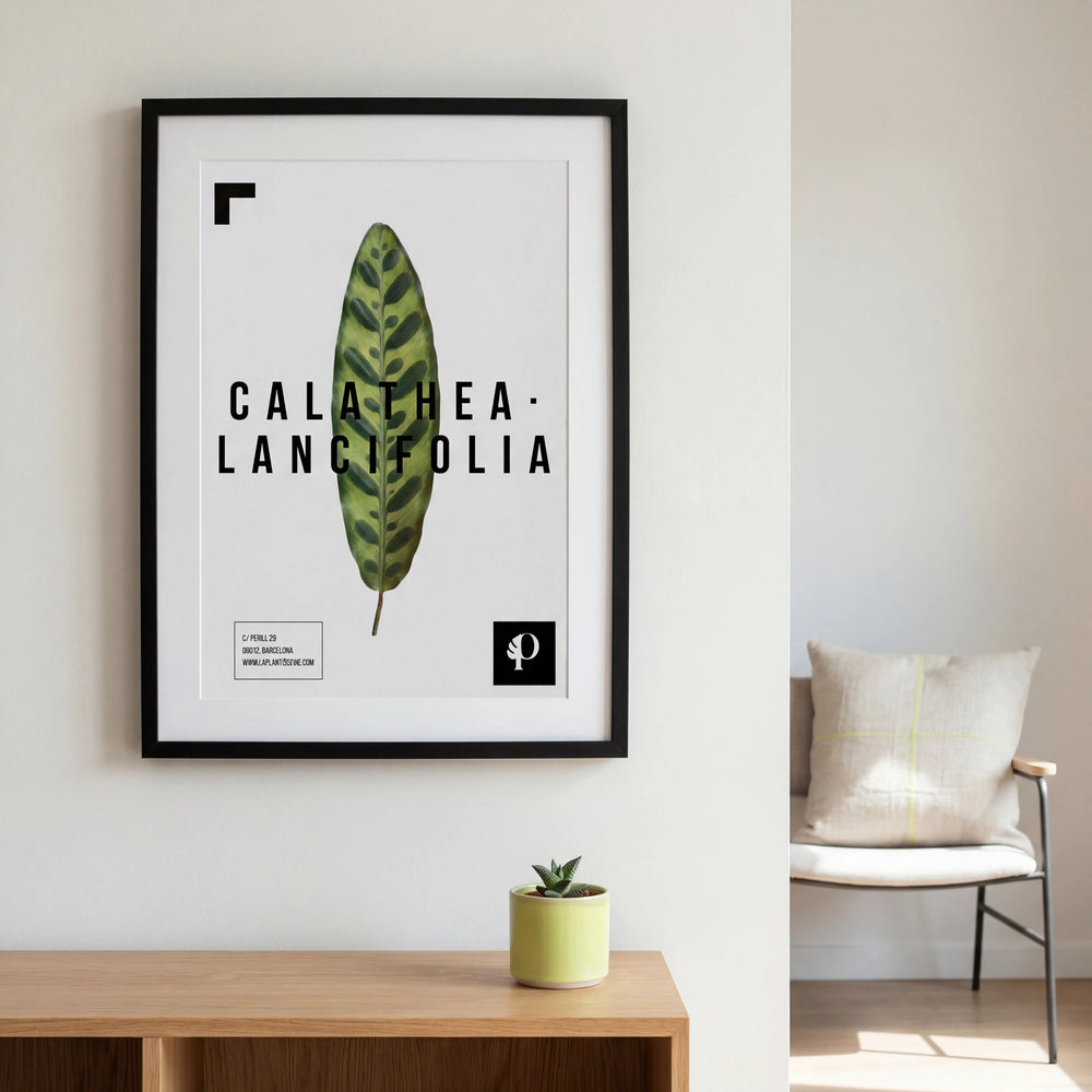 Lámina de Calathea Lancifolia enmarcada, decoración botánica para la pared
