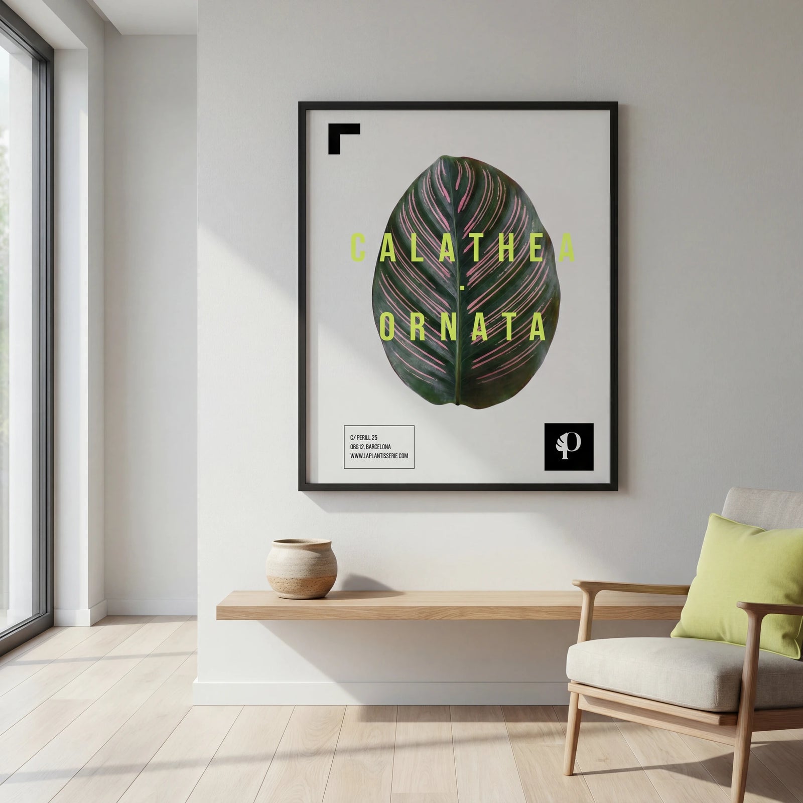 Calathea Ornata | Leaf