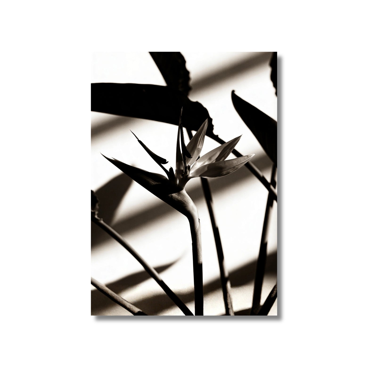Strelitzia | B&N