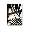 Palmera Kentia | B&N