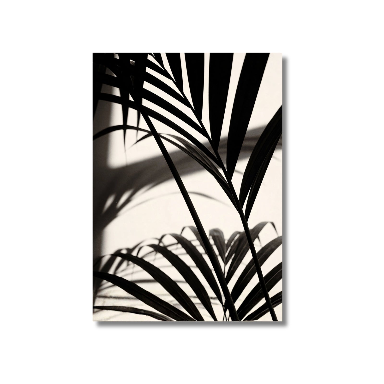 Palmera Kentia | B&N