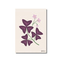 Oxalis II | Ilustration