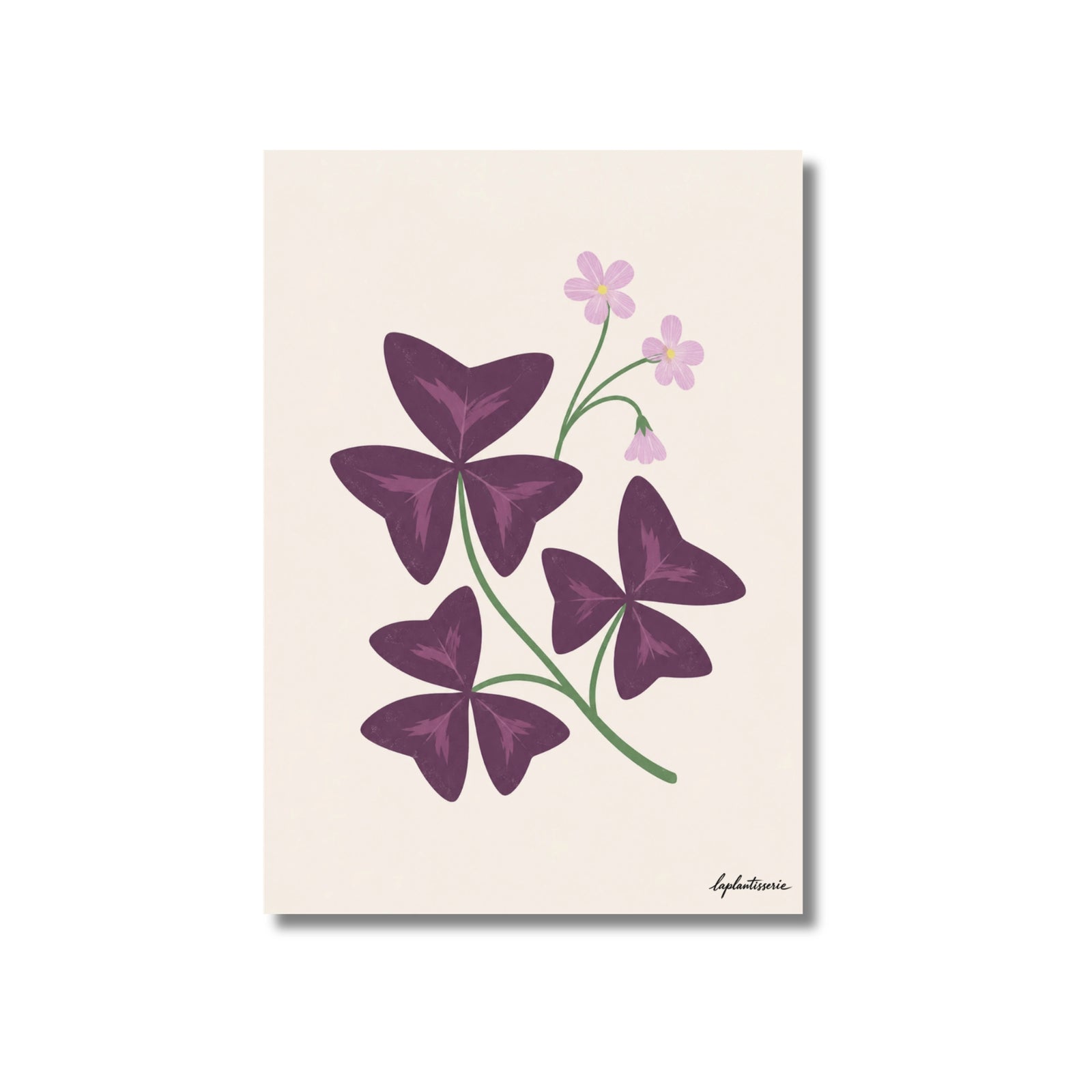 Oxalis II | Ilustration