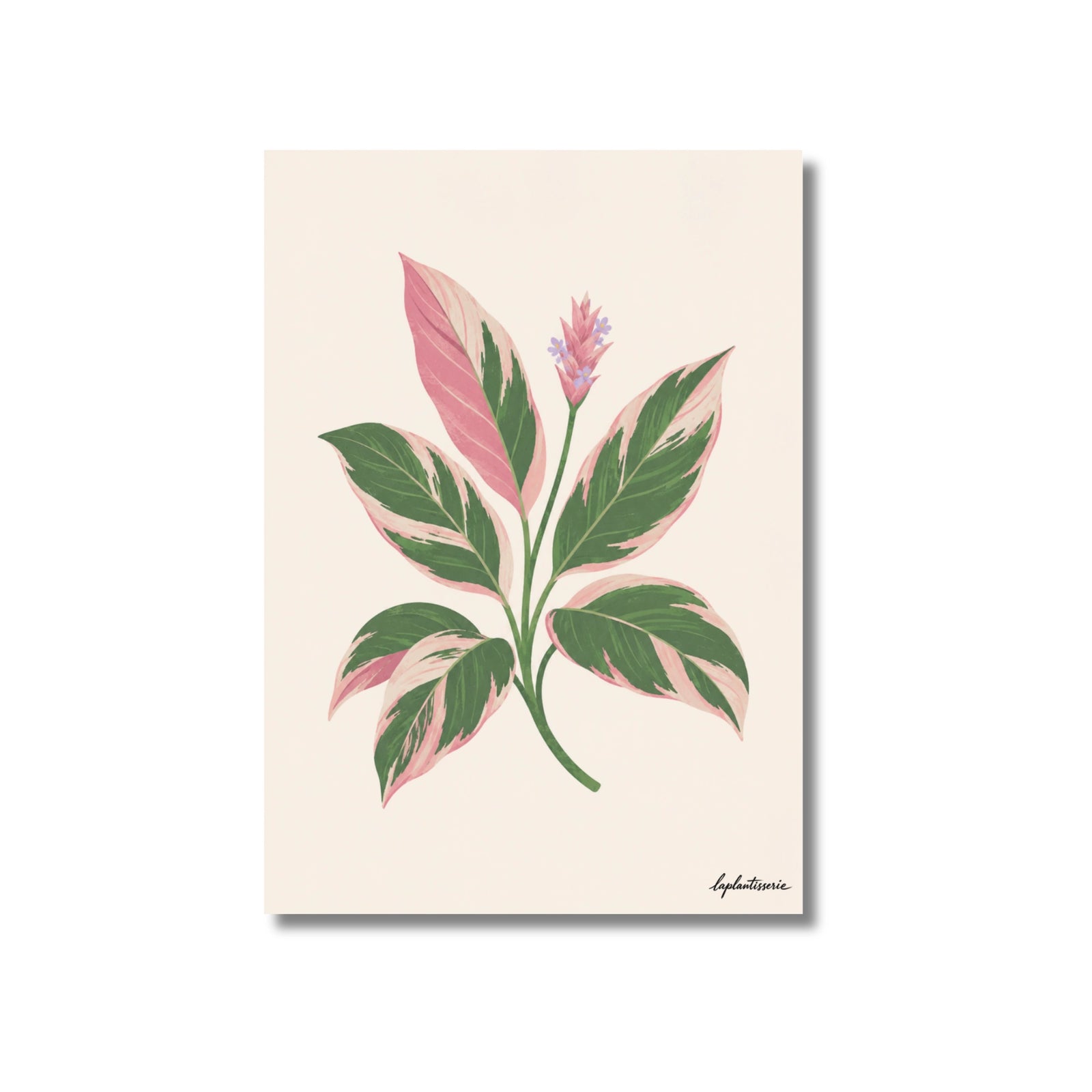 Triostar | Ilustration