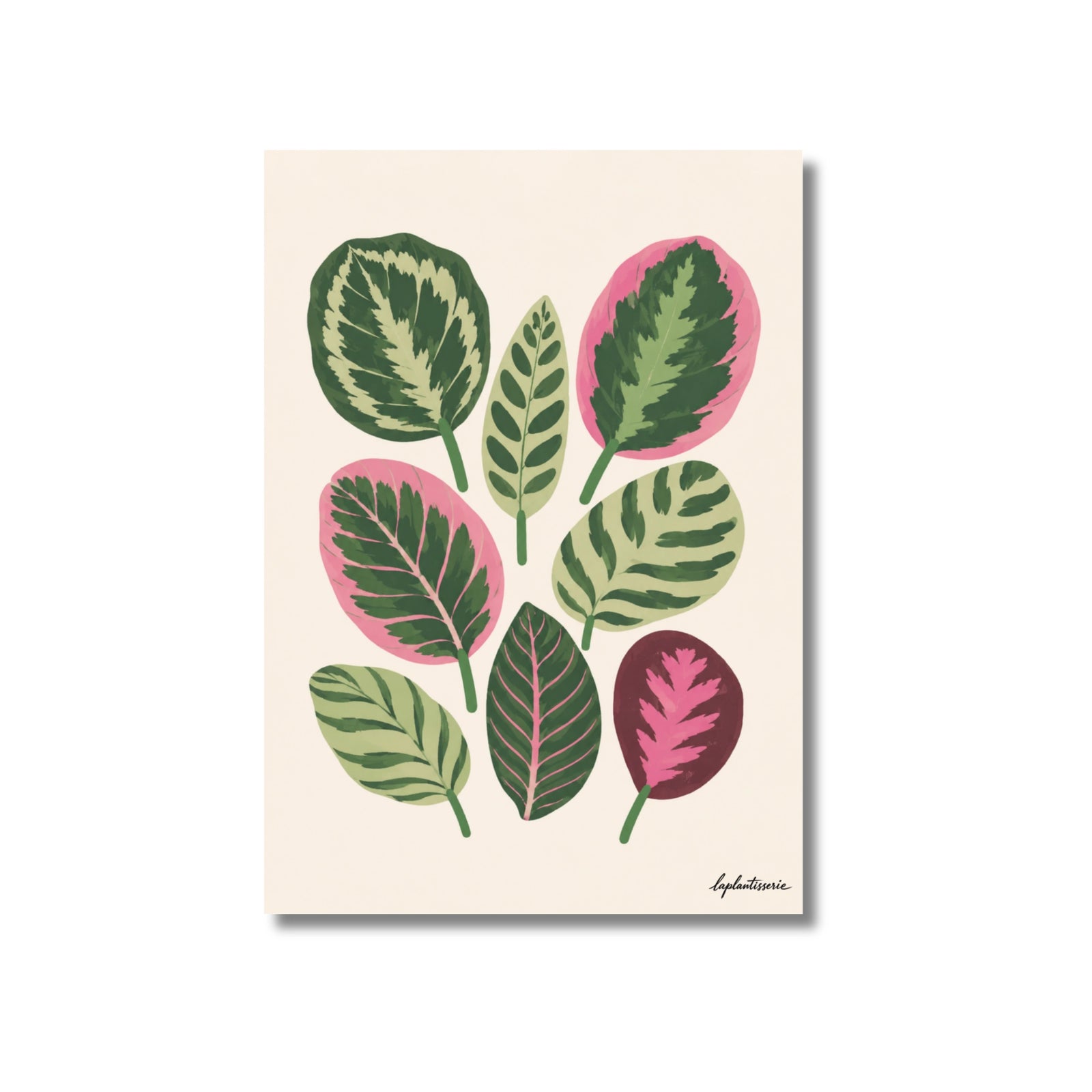 Calatheas | Ilustration