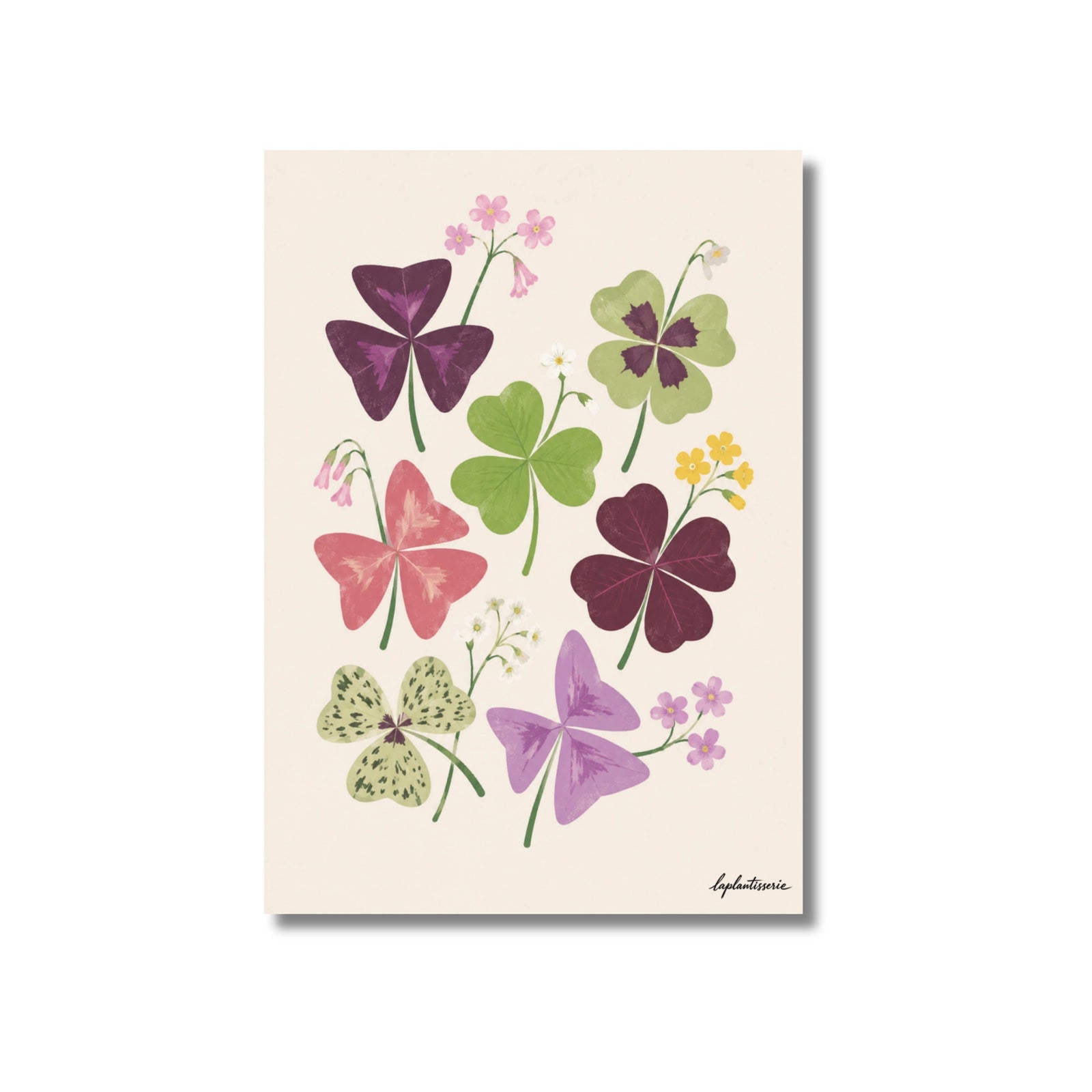 Tréboles de Oxalis | Ilustration