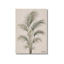 Kentia | Ilustration