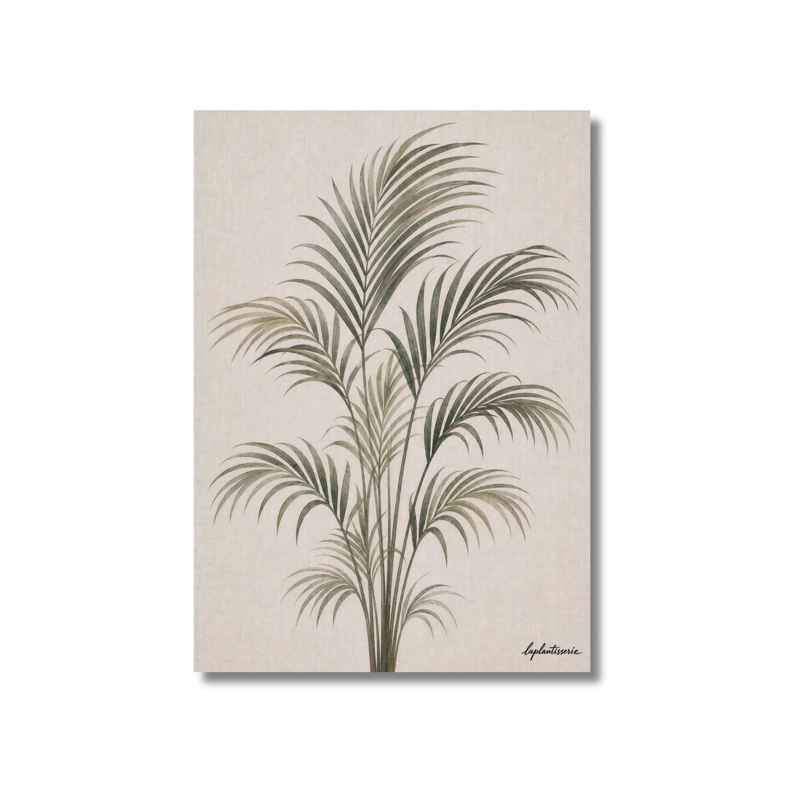 Kentia | Ilustration