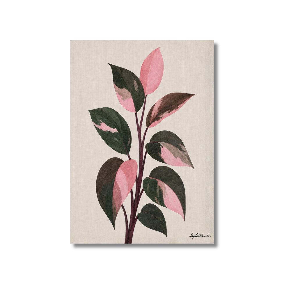 Lámina ilustrada de Pink Princess, impresión botánica en papel mate 200g · La Plantisserie