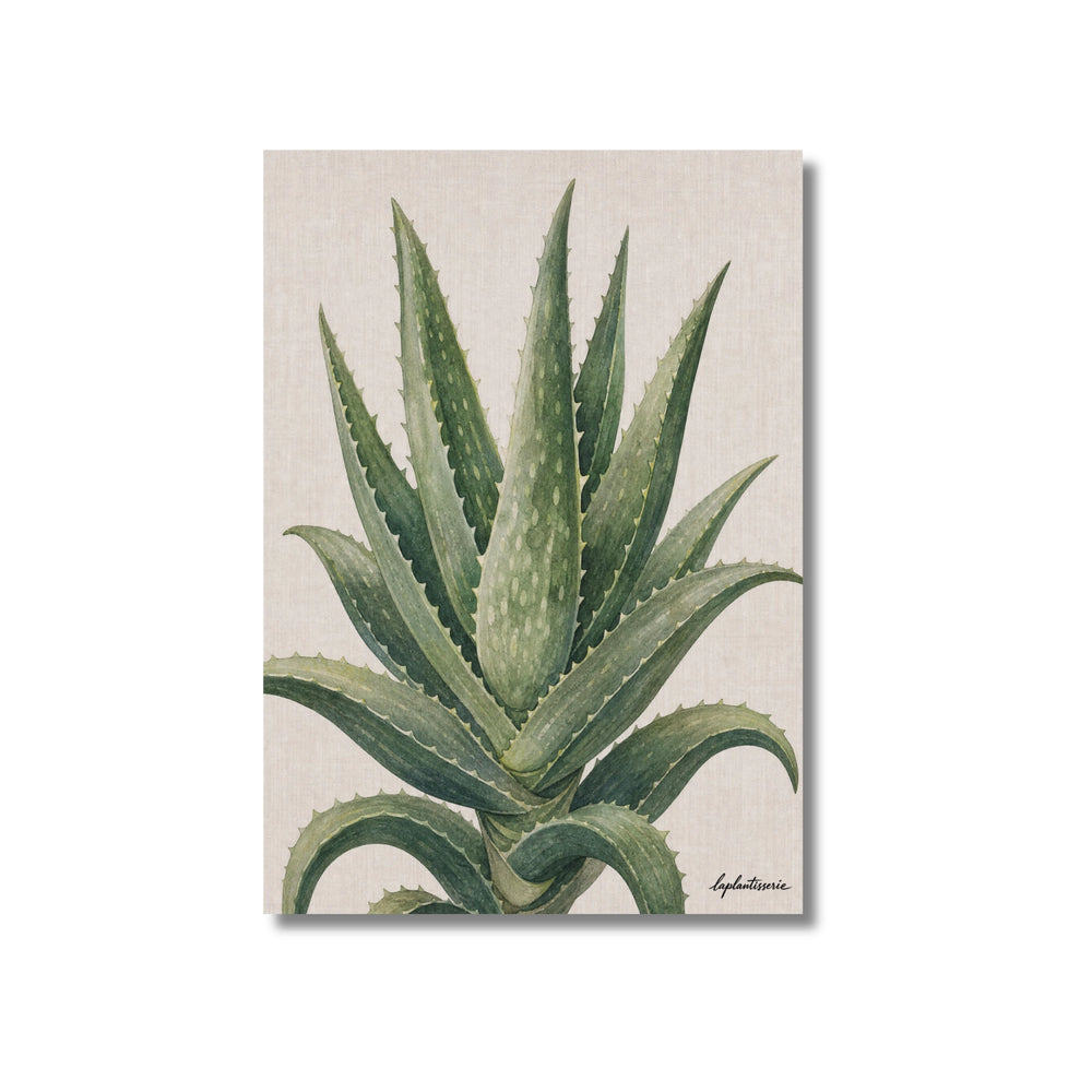 Lámina ilustrada de Aloe Vera, impresión botánica en papel mate 200g · La Plantisserie