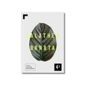 Calathea Ornata | Leaf