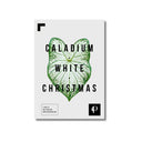 Caladium White Christmas | Leaf