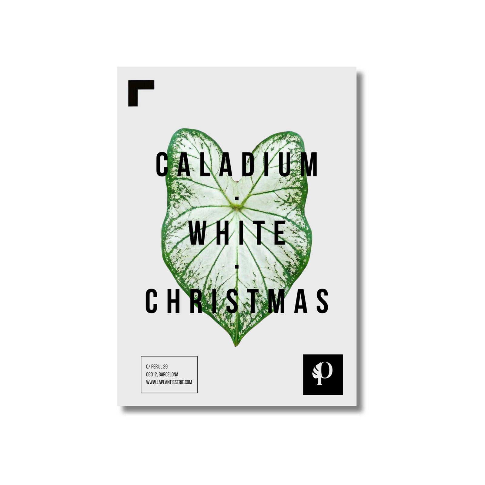 Caladium White Christmas | Leaf