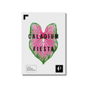Caladium Fiesta | Leaf
