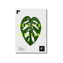 Monstera Adansonii | Leaf