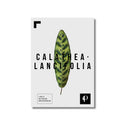 Calathea Lancifolia | Leaf