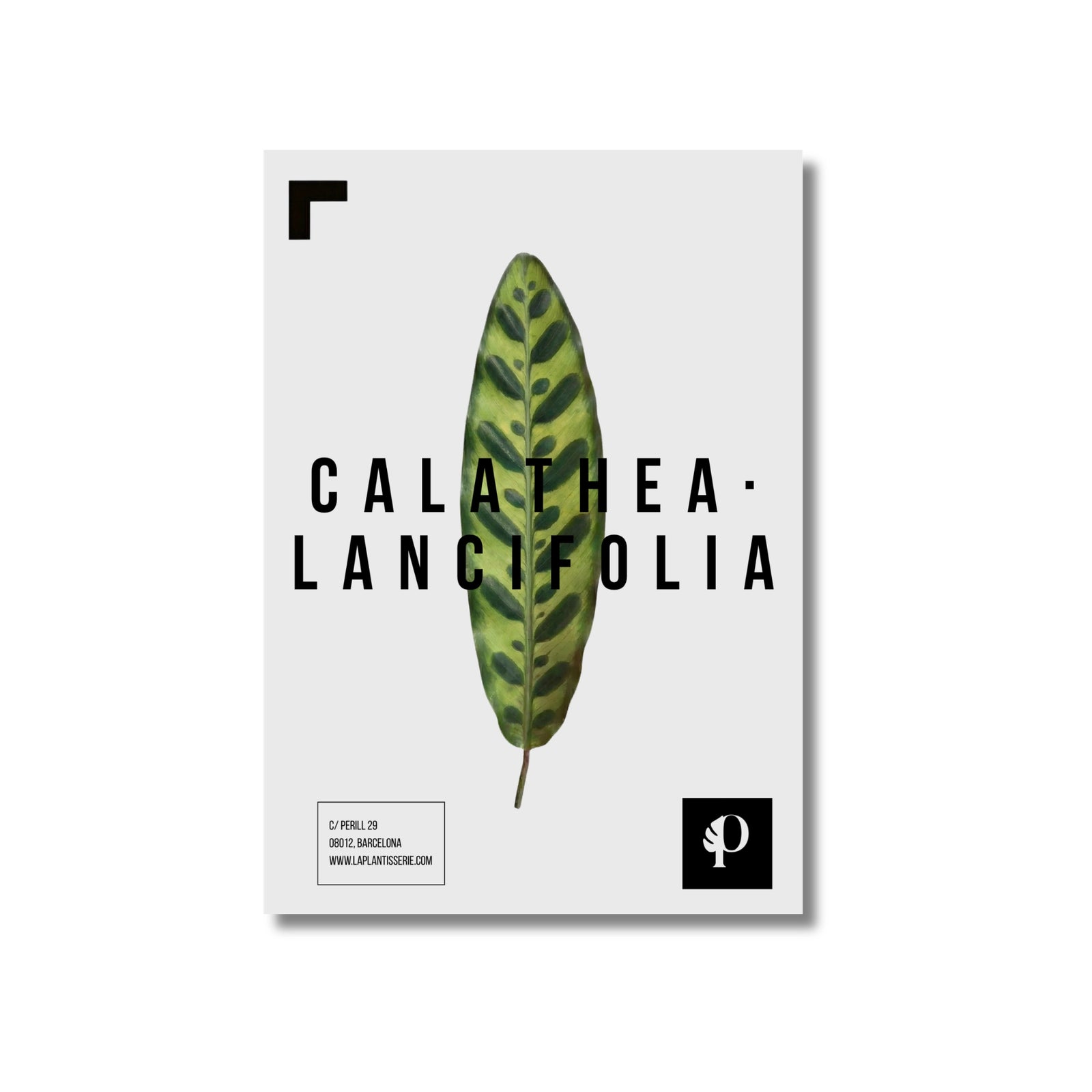 Calathea Lancifolia | Leaf