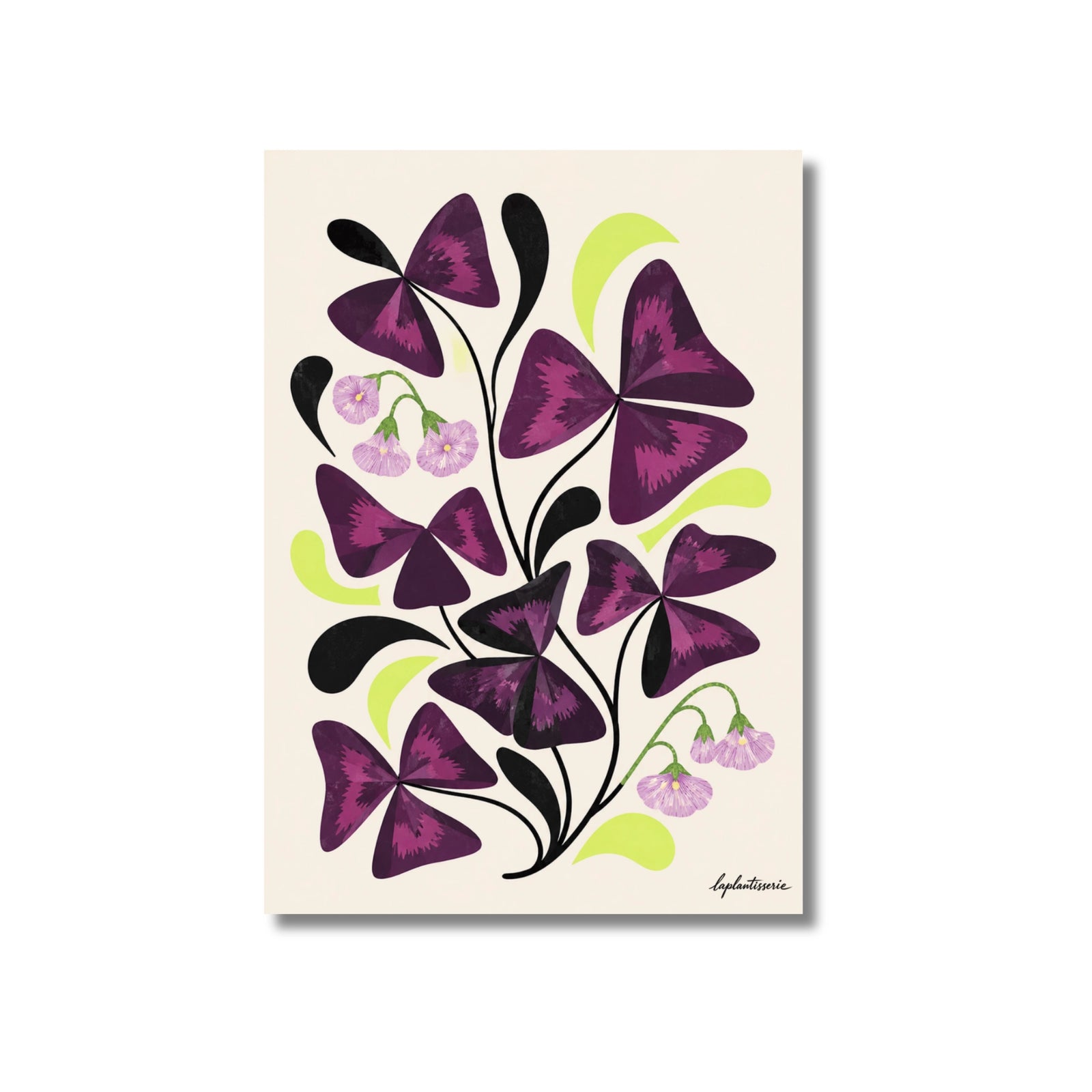 Oxalis | 60s