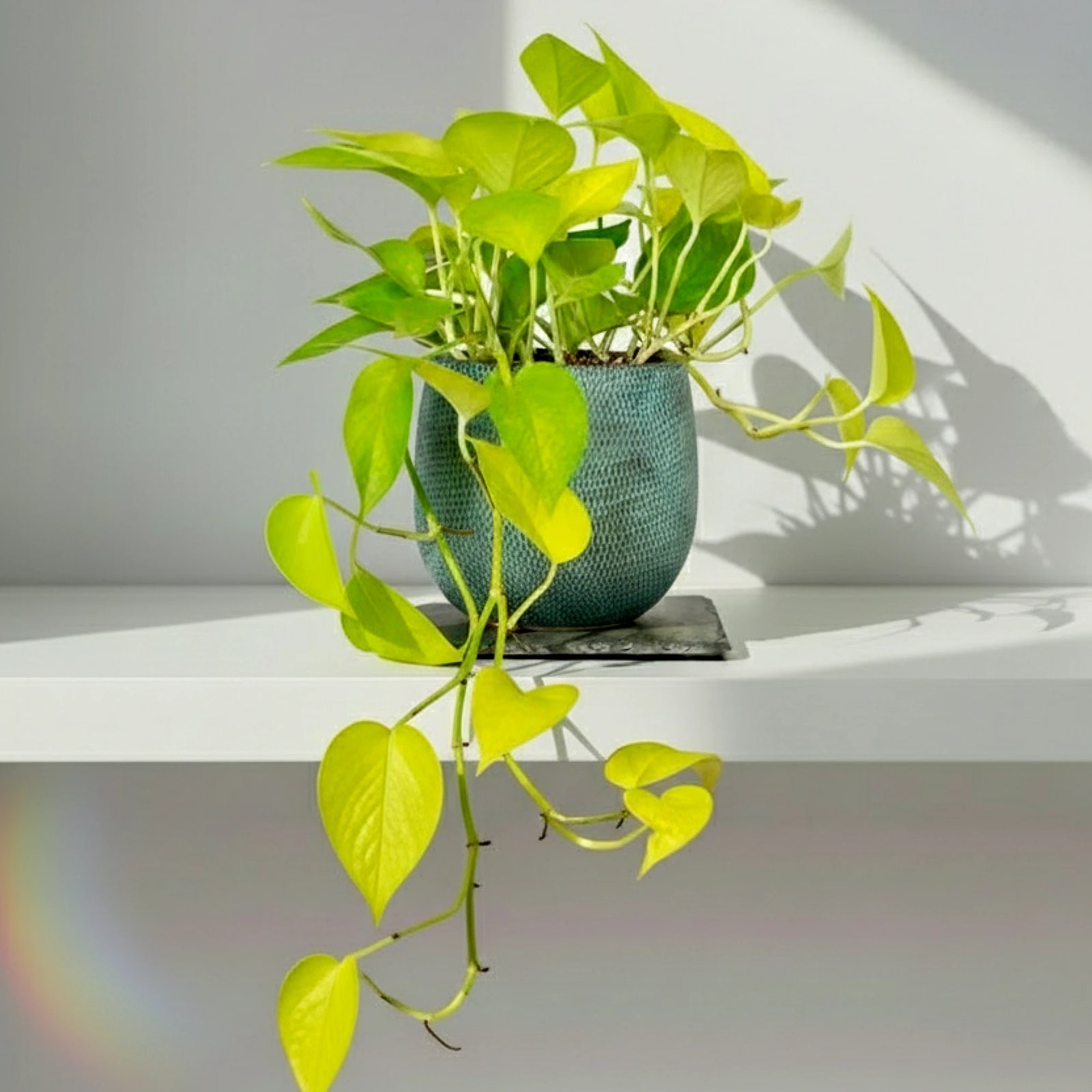 la planta potos Potos Golden
