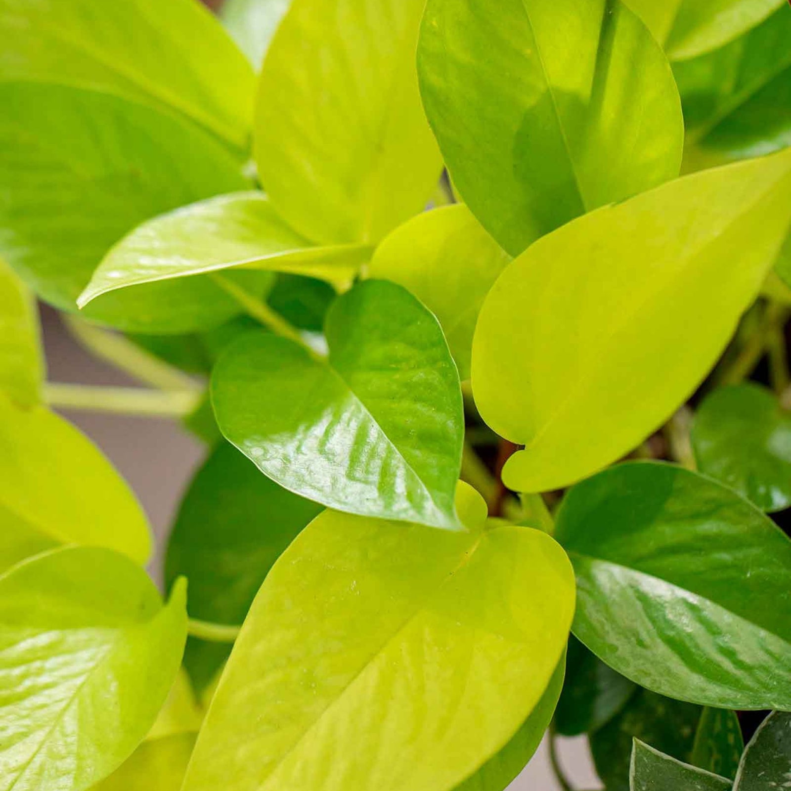 planta potos hojas amarillas Potos Golden